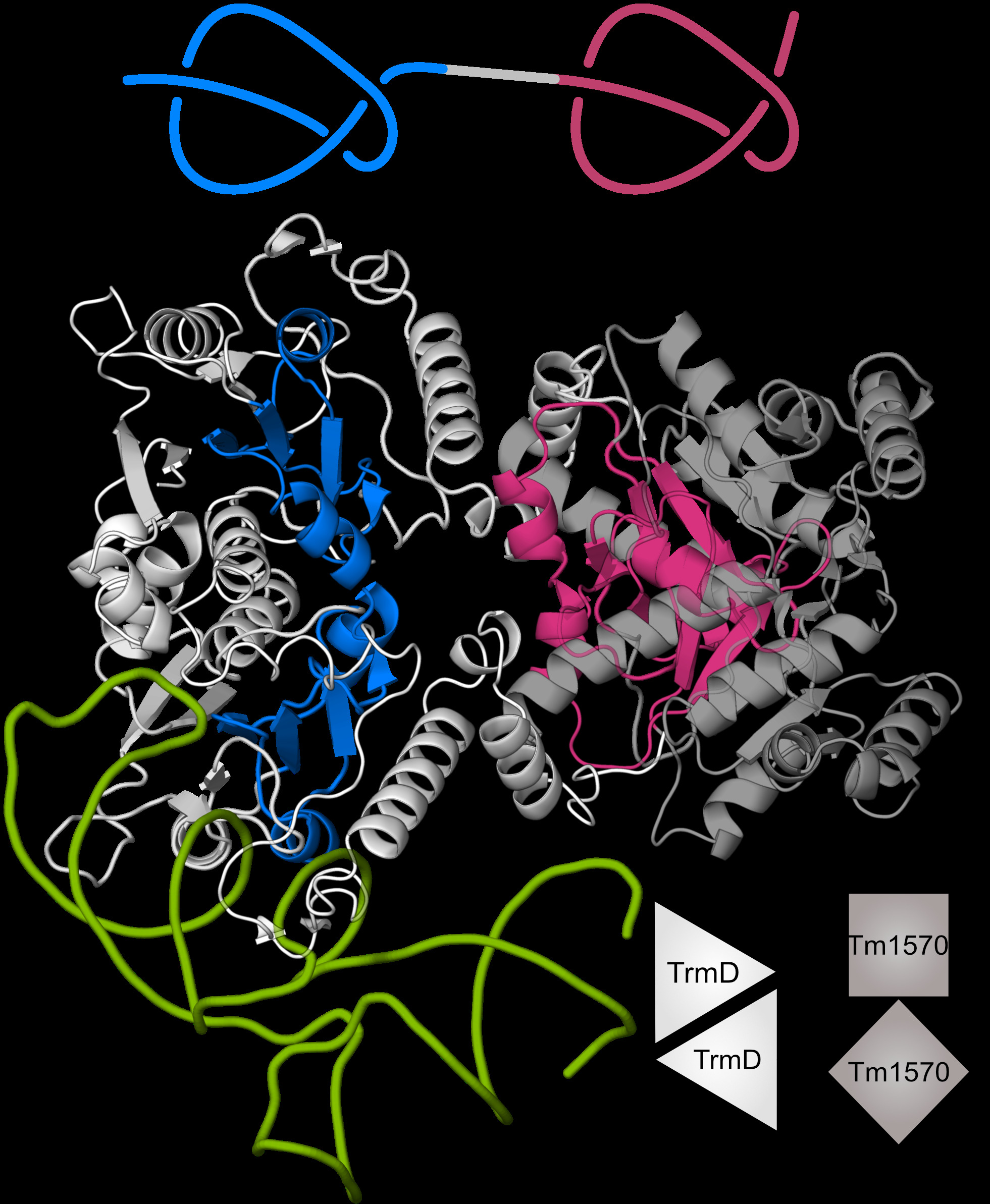 tRNA